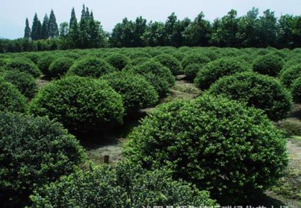 【海润苗木】优质冬青苗 冬青种植基地 冬青批发 冬青价格