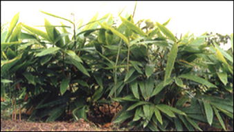 金丝竹的植物价值