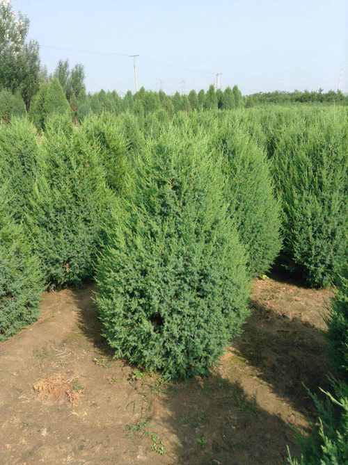 榆林绿化公司告诉你园林绿化常用色块类苗木品种