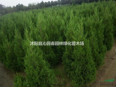 沭阳县沁园春园林绿化苗木场