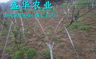 李子苗种苗培育基地,1 3年嫁接李子树苗厂家直销 价格公道 果树 传众产品库