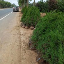 【道路绿化树苗蜀桧柏价格 润绿蜀桧苗种植基地 1米塔柏苗 塔柏高速工程苗图片】道路绿化树苗蜀桧柏价格 润绿蜀桧苗种植基地 1米塔柏苗 塔柏高速工程苗 - 沭阳县润绿绿化苗木园艺场